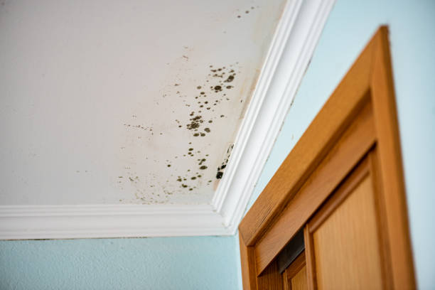 Best Professional Mold Removal  in Greenville, TX